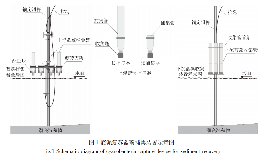 巢湖西湖心底泥蓝藻对水体蓝藻生物量的贡献 2021-08-31阅读数 1