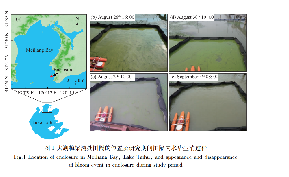 风生紊流导致微囊藻群体破碎和形态变化