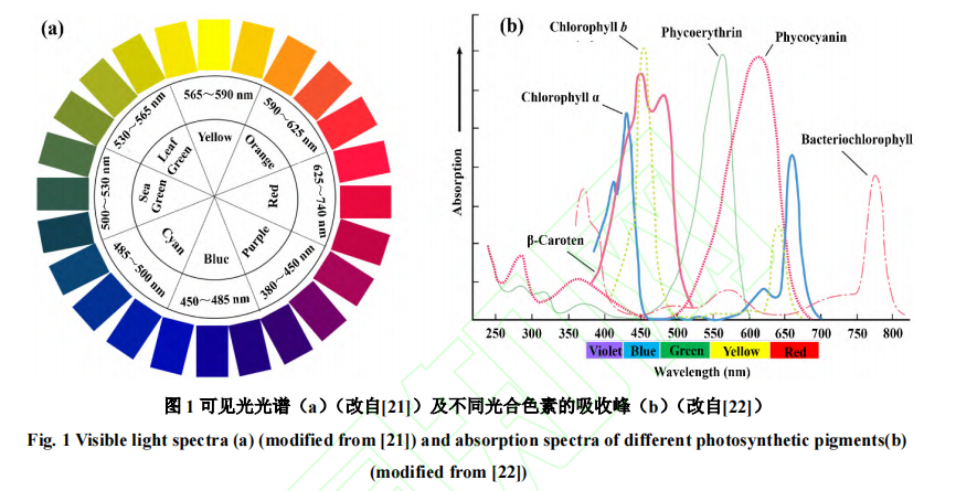 LED光质调控对微藻产生目标产物积累的影响