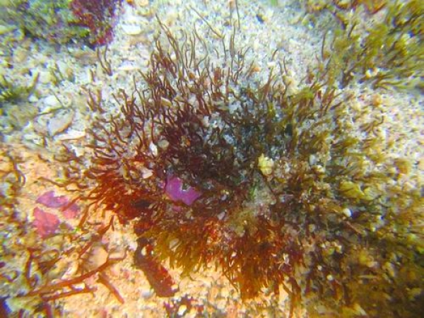科学家发现江蓠科海藻新物种“曾氏江蓠”