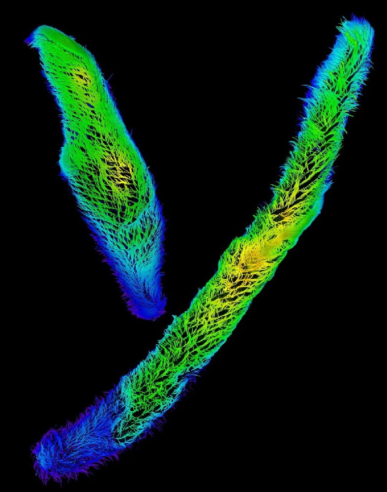 中国科学院水生生物研究所揭示单细胞原生动物超快速运动的分子基础